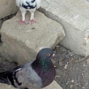 quşlar