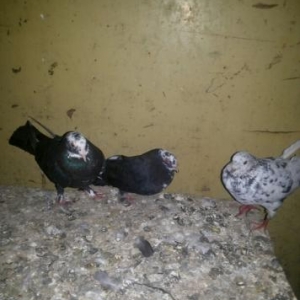 cil başlar  evreş