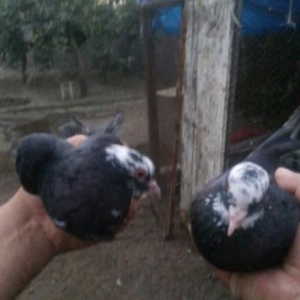 cil başlar  evreş