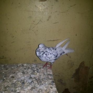 cil başlar  evreş