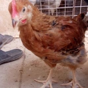heyet çolpaları