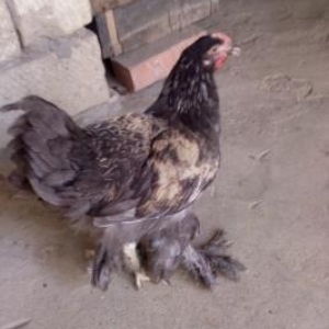 Brama