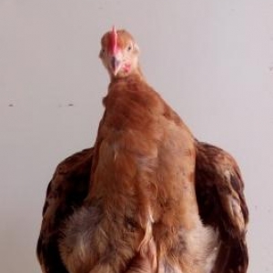 heyet çolpaları