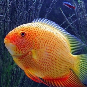 severum