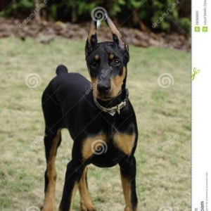 Doberman