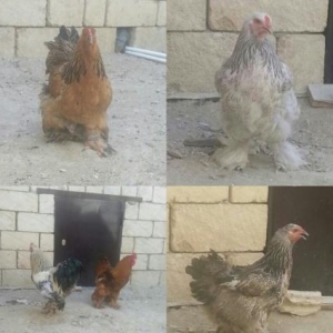Dekorativ quşlarYaponka, brama, qızıl zibrit, koxenxin, anaqador, sum