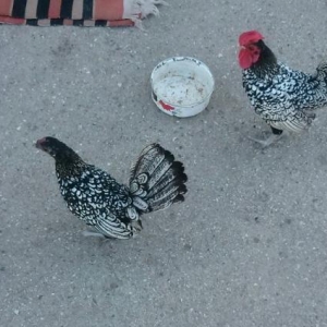 zibrit yaponka satilir cutu 100.manata 1yawi var
