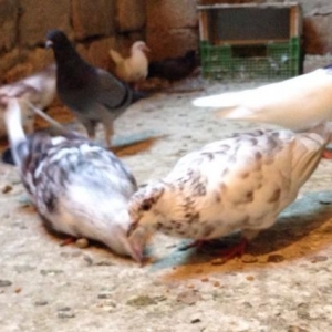 Göyərçinlər