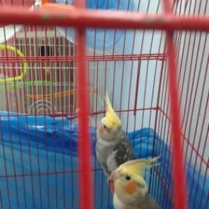 2 Korella