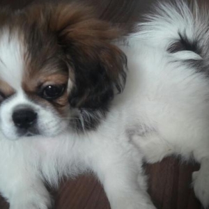 3ayLig pekingese erkeydi,iyneLeri vurulmayib son qiymetidi ciddi olmay