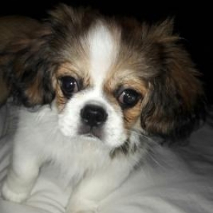 3ayLig pekingese erkeydi,iyneLeri vurulmayib son qiymetidi ciddi olmay