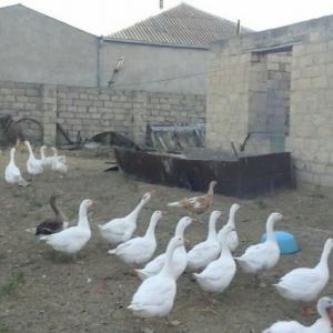 Qazlar ve ordekler Tecili satilir ve ya barter edilir