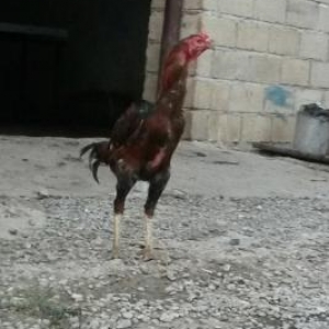 satlìr quwlar