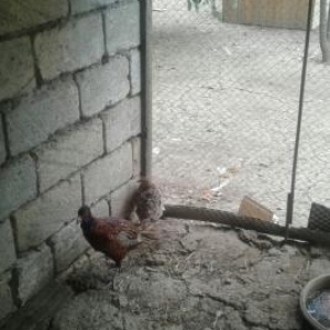 qirqovulböyukleri