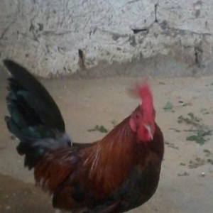 yaponka  xoruz  tam saqlam   barterde  ederem