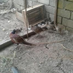 qirqovulböyukleri