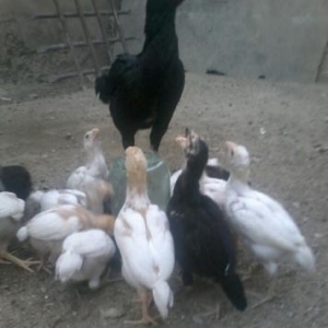 heyreti cuceler