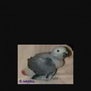 Jako