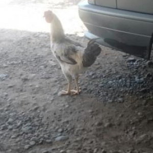 Quş