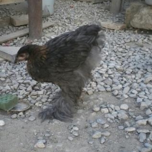 brama cuceler