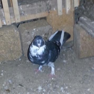 erkeydi