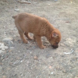 Erkek. Coban iti kucuyu 1 aylig gedebey sortudu  guyrug dogustan yoxdu