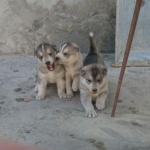 Husky saf qan itler