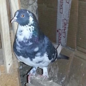 erkeydi