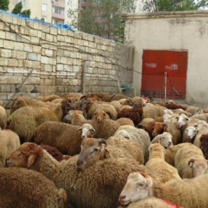 Qurbanli quzular