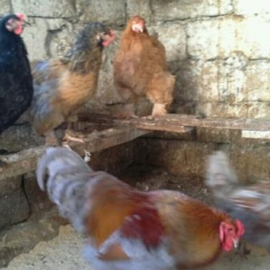 Brama cucələri