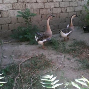 4 denesine. goy ag qenet 16 quyruk du aush