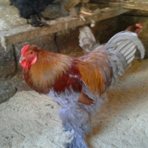 Brama cucələri