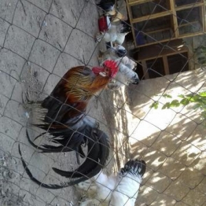 Feniks