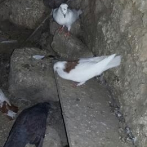 qrmizi boynu gullu