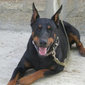 Doberman satiram,  erkekdir .3 yashi var senedleri var peyvendi quduzl