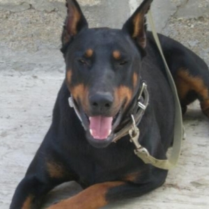 Doberman satiram,  erkekdir .3 yashi var senedleri var peyvendi quduzl