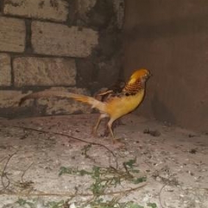 Limonu qirqovul