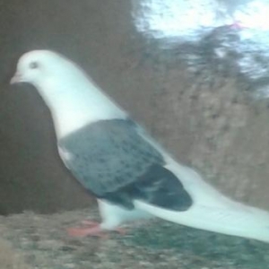 ucan guşlar.