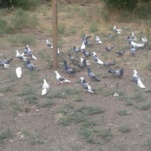 ucan quslar