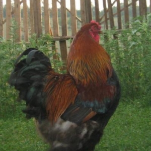 Brama ve heyratilar