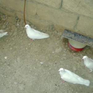 Quş