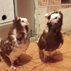 Quş