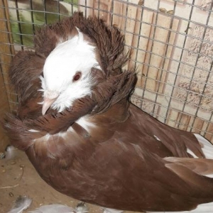 Quş