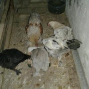 Quşlar