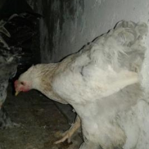 Quşlar