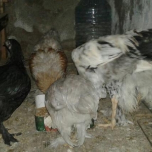Quşlar
