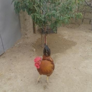 xoruz satilir ve ya barter