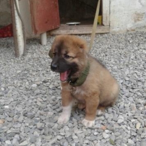 Cex papuqay