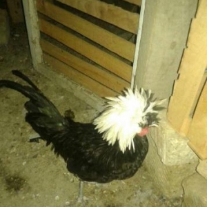 ag papaq