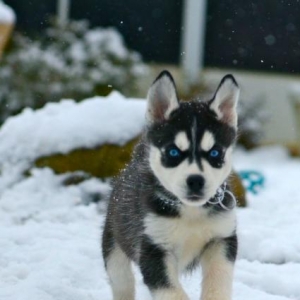 Husky balası alıram..